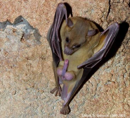 .::! Cool la Chauve-souris !::.